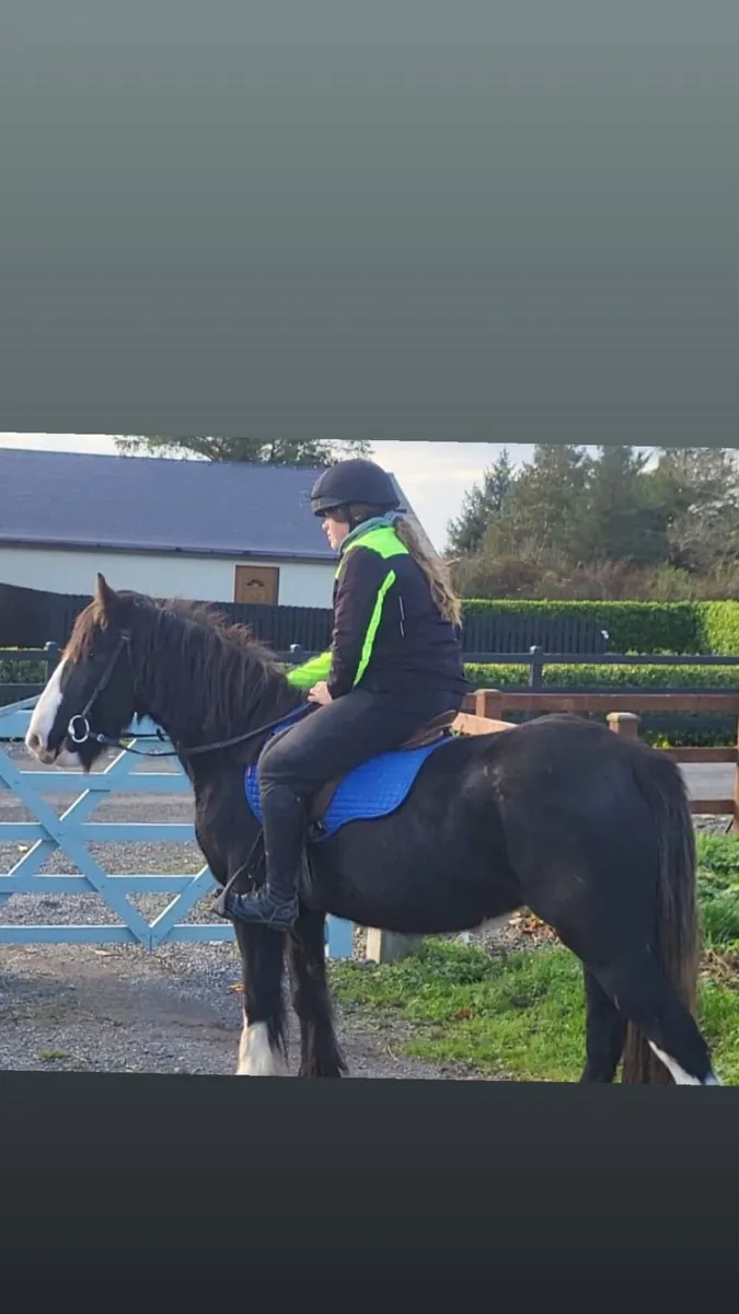 horse - Image 1