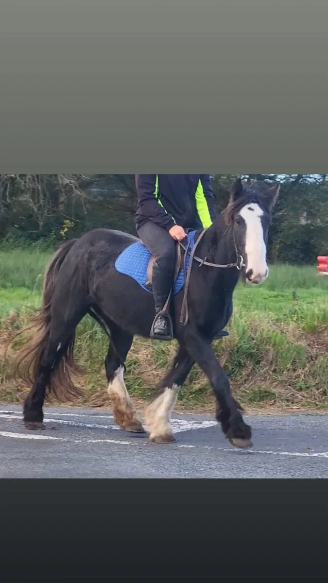 horse - Image 2