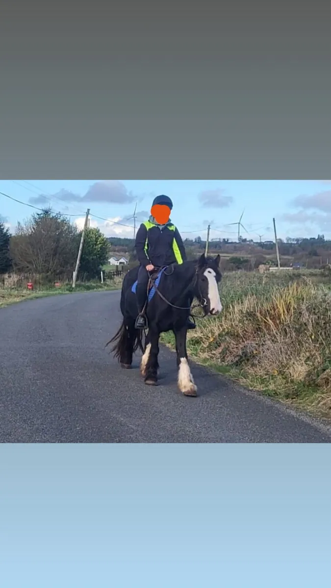 horse - Image 3