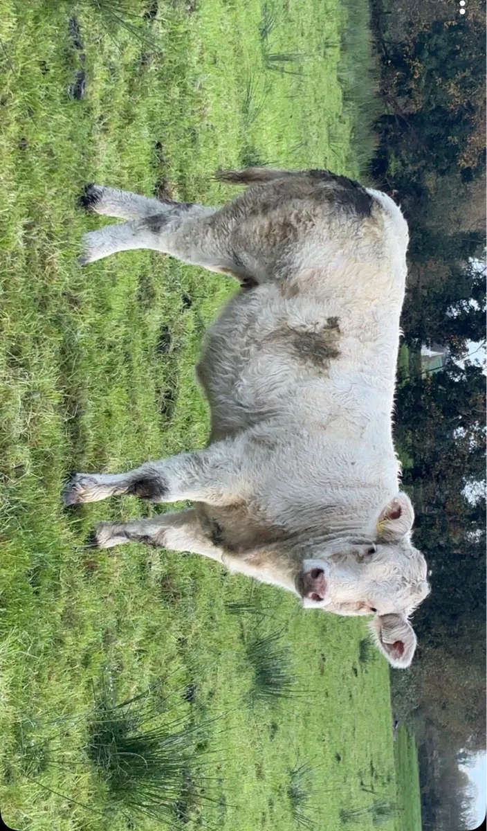 3 super weanling heifers - Image 1