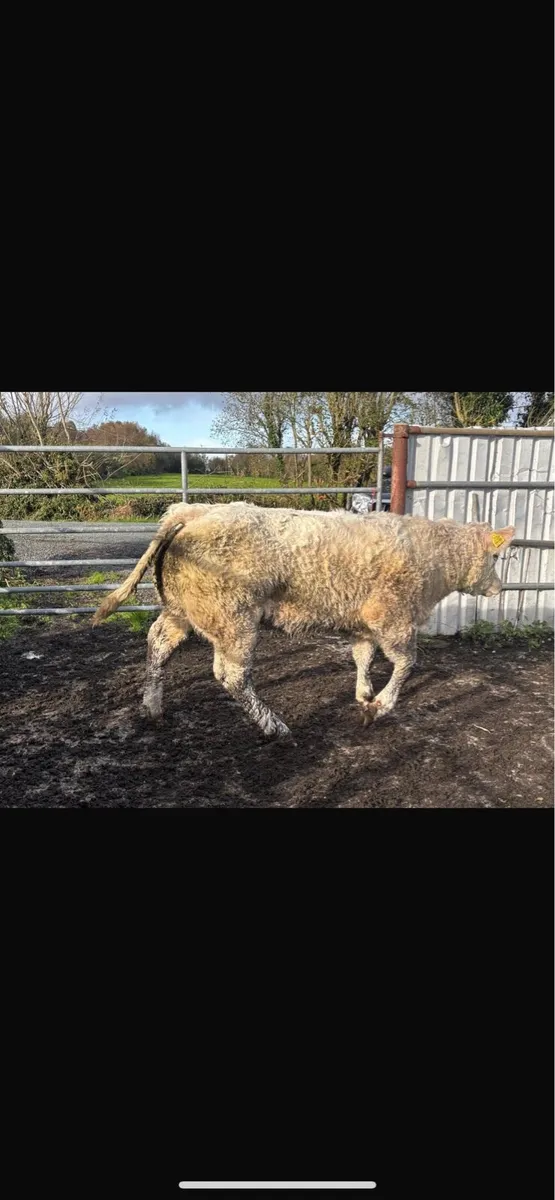3 super weanling heifers - Image 2
