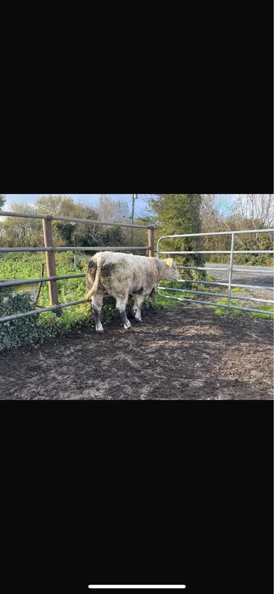 3 super weanling heifers - Image 3