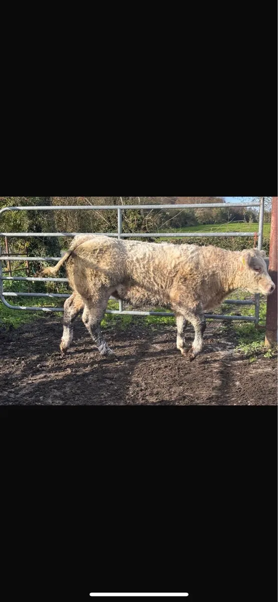 3 super weanling heifers - Image 4