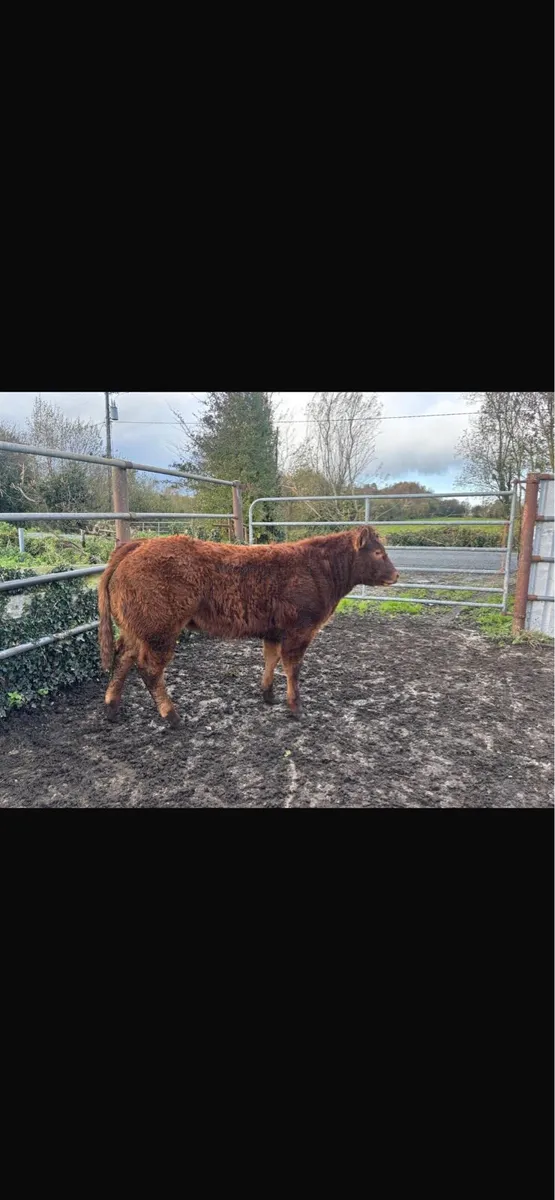 3 super weanling heifers - Image 1