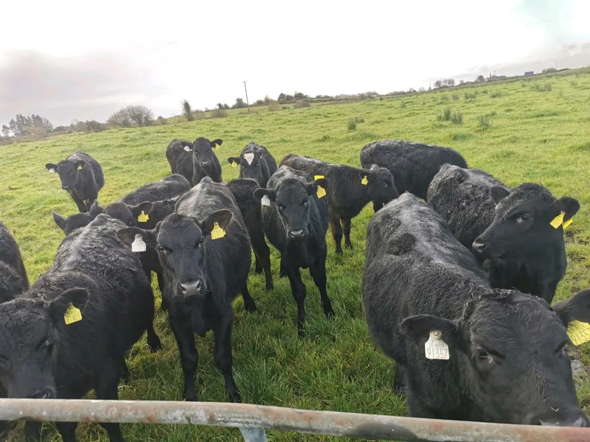 30 Weanlings - Image 1