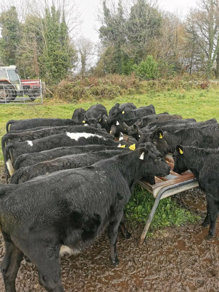 30 Weanlings - Image 3