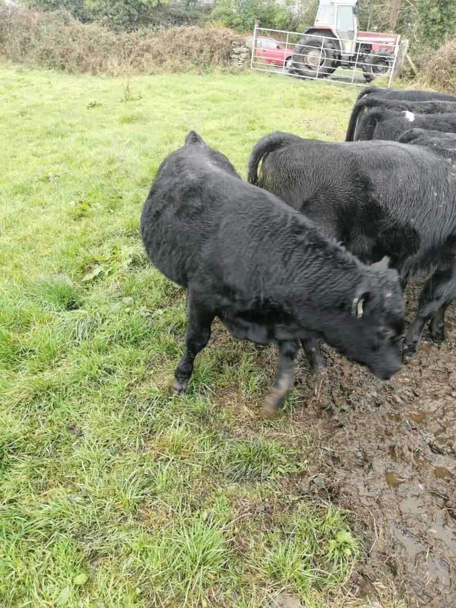 30 Weanlings - Image 4
