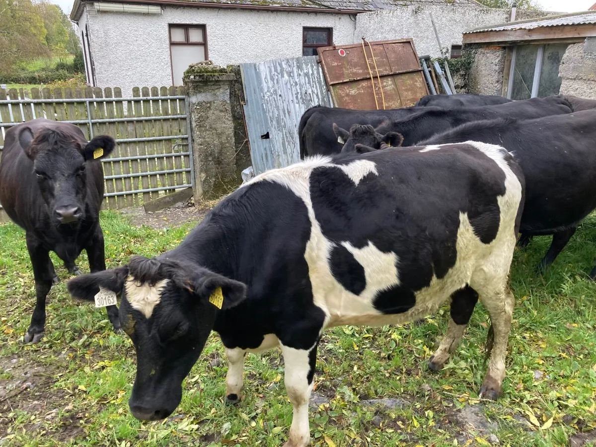Dairy Incalf Heifers - Image 1