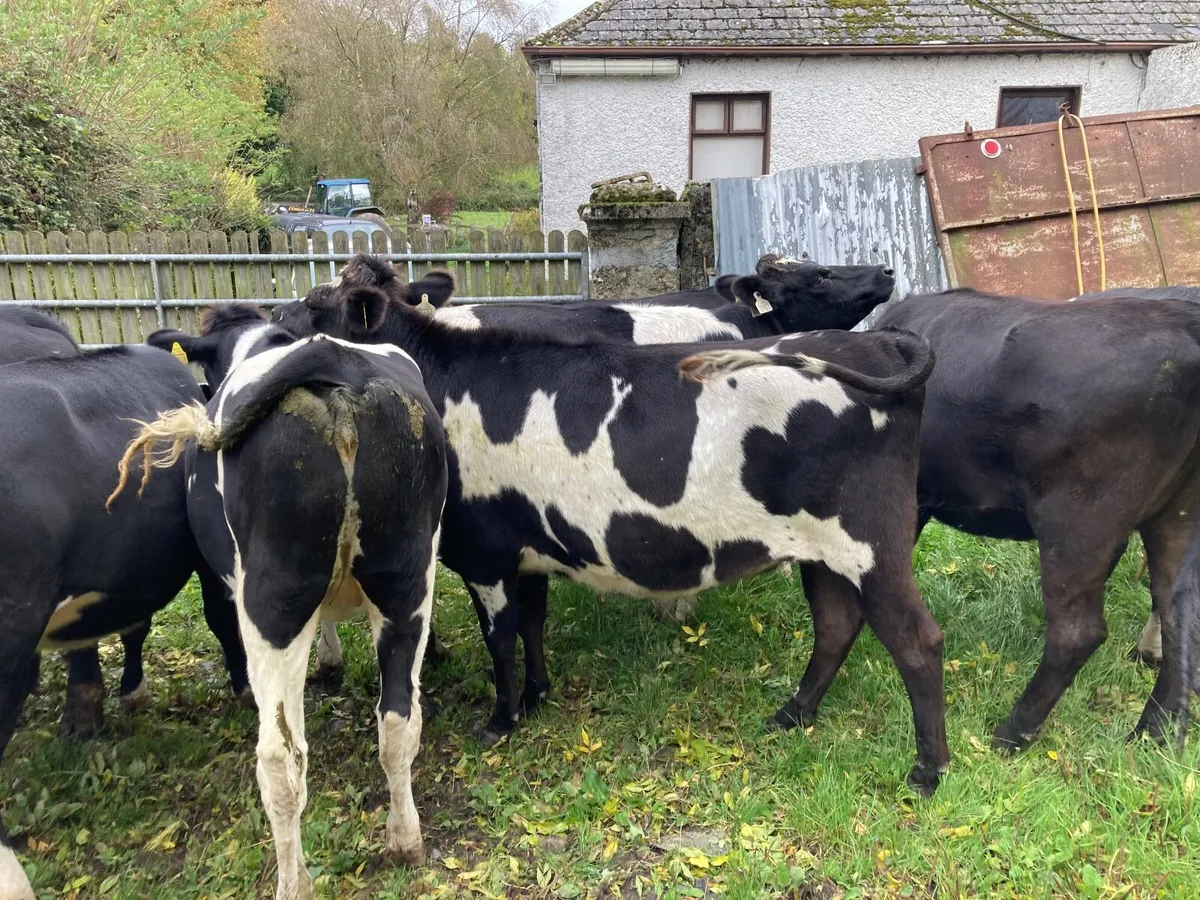 Dairy Incalf Heifers - Image 2