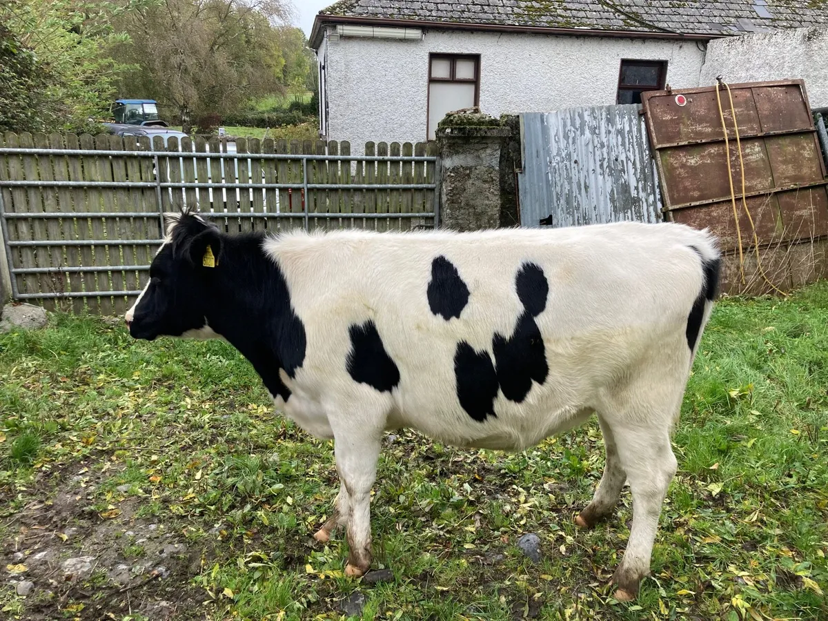 Dairy Incalf Heifers - Image 3
