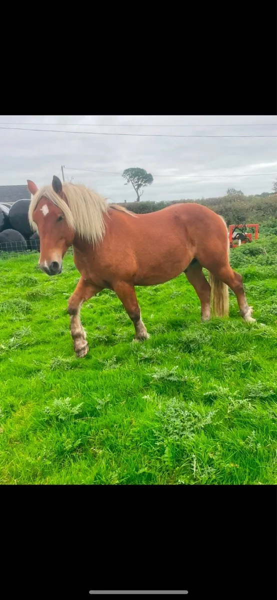 Rising 3yr gelding - Image 1