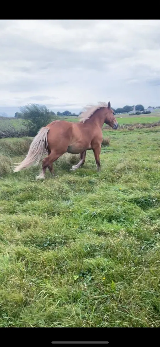 Rising 3yr gelding - Image 2