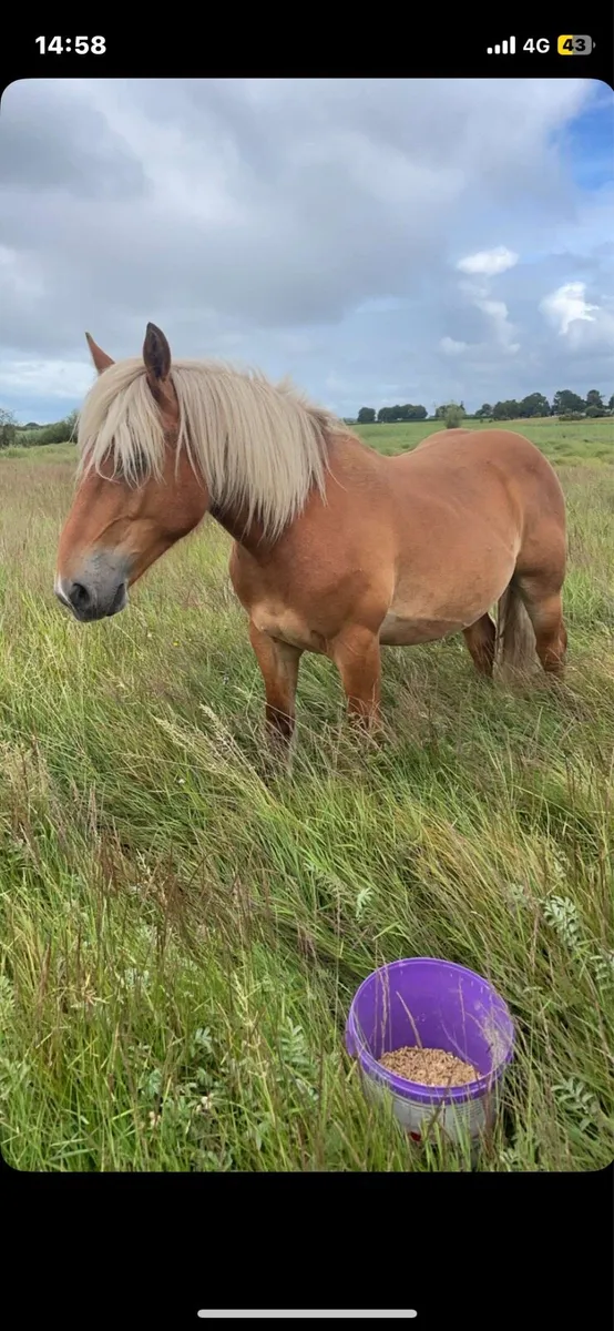 Rising 3yr gelding - Image 3