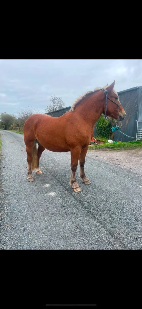 Rising 3yr gelding - Image 4
