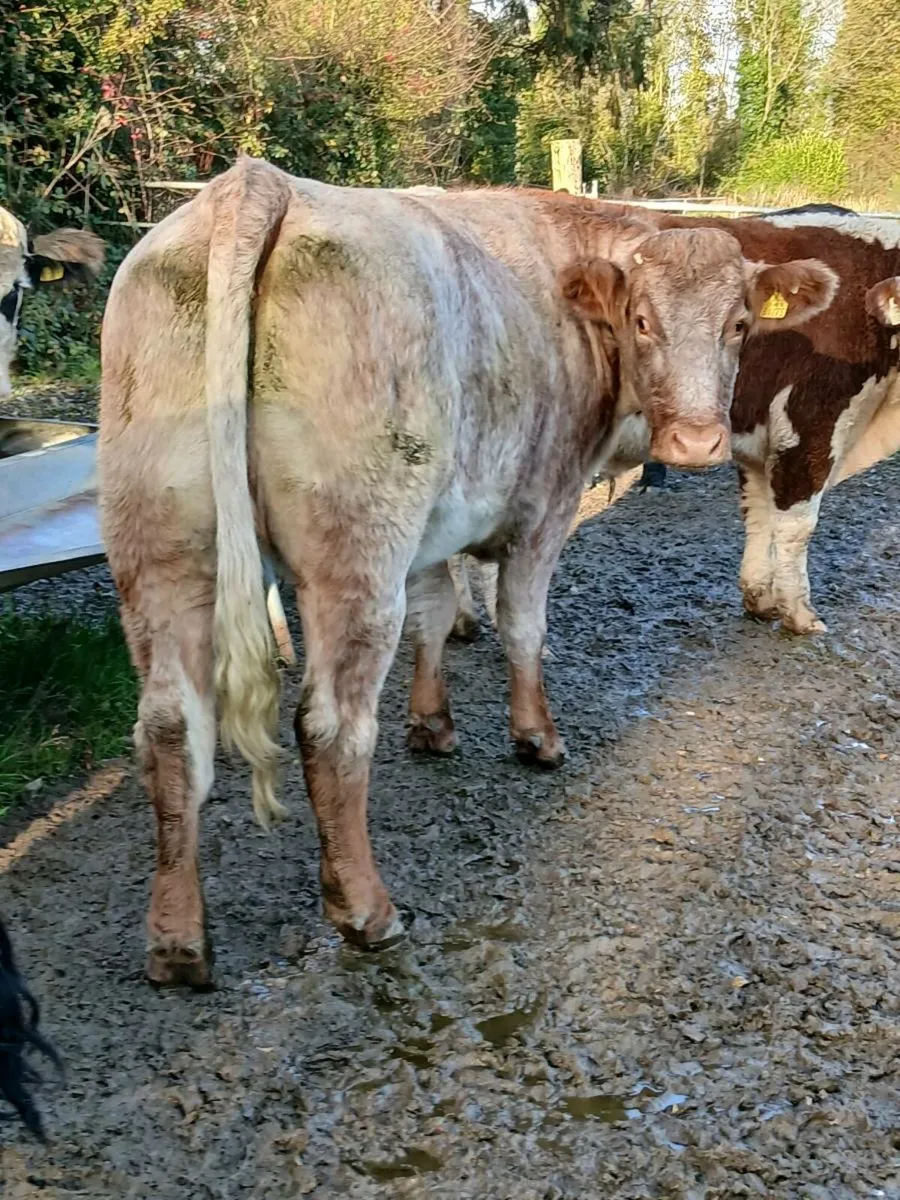 ROAN COW - Image 3