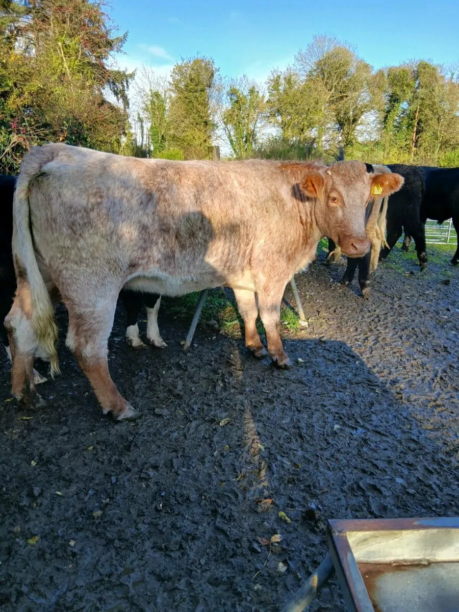 ROAN COW - Image 4