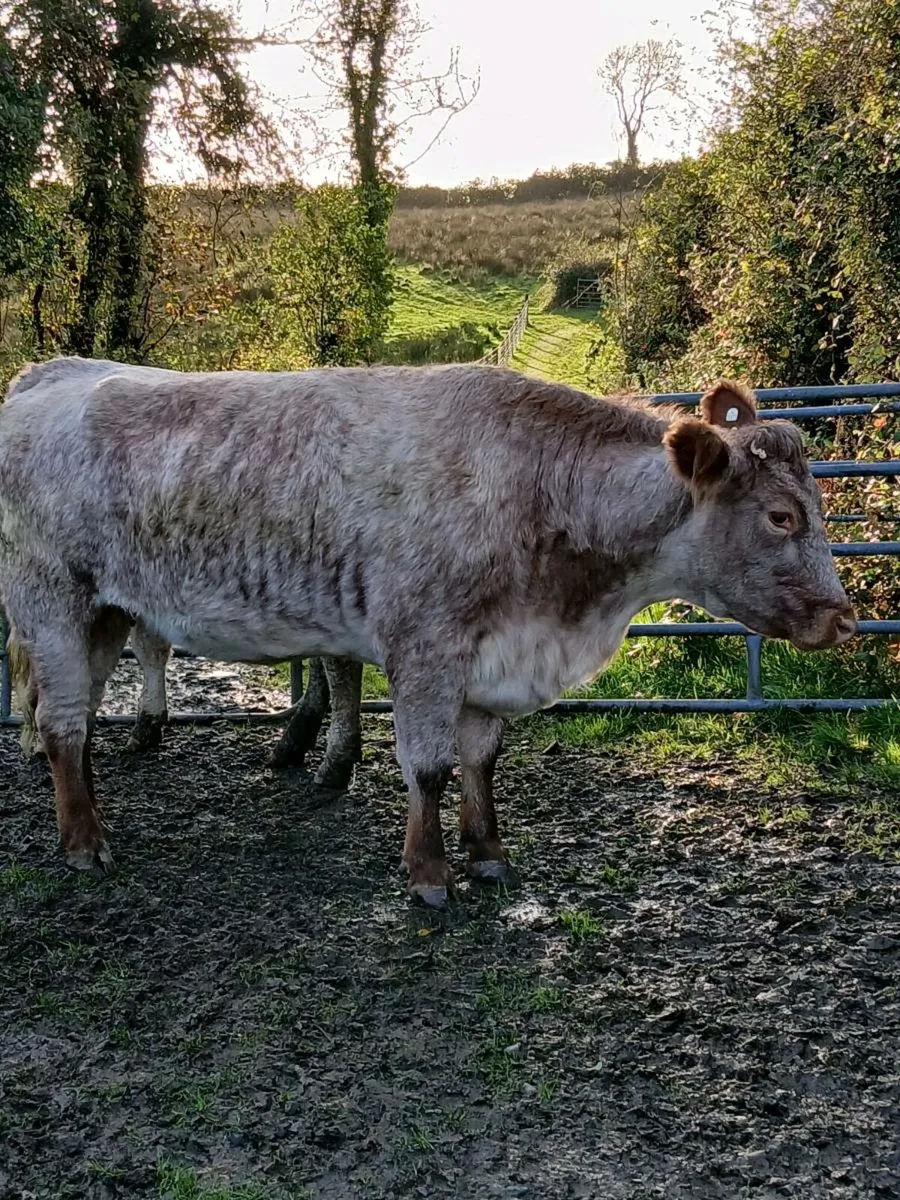 ROAN COW - Image 1