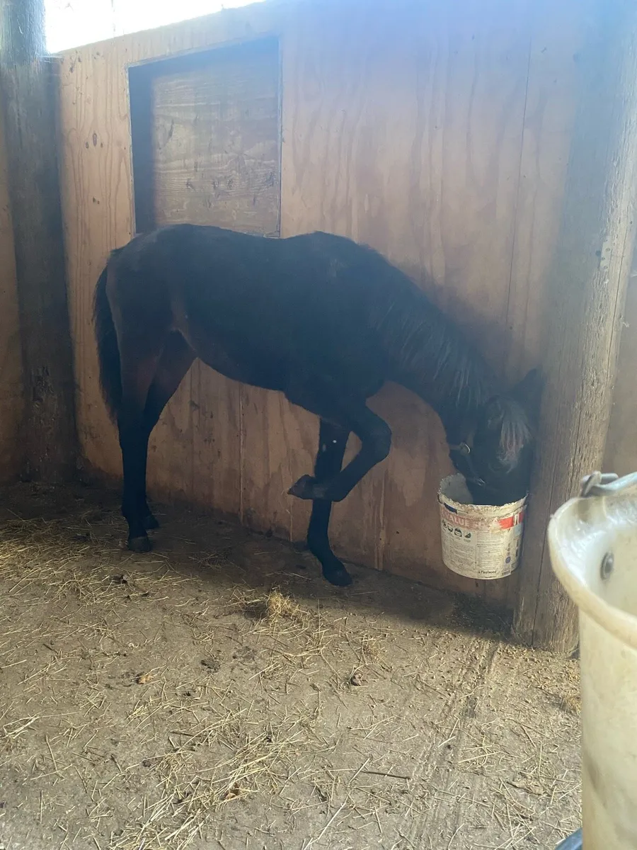 Filly and colt foal for sale - Image 1