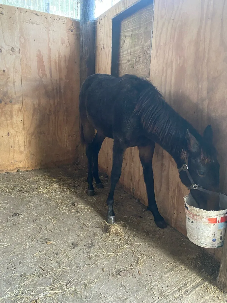 Filly and colt foal for sale - Image 2