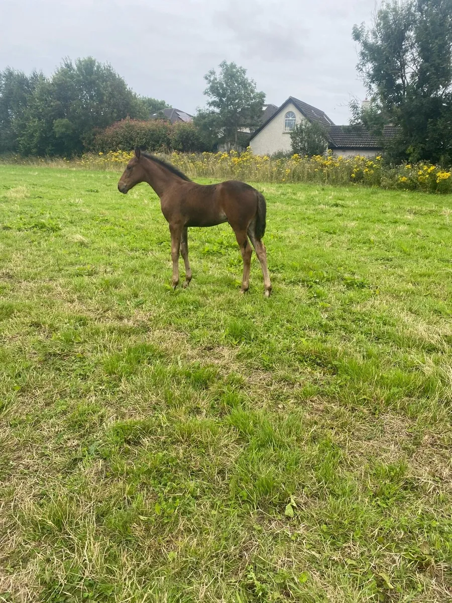 Filly and colt foal for sale - Image 3