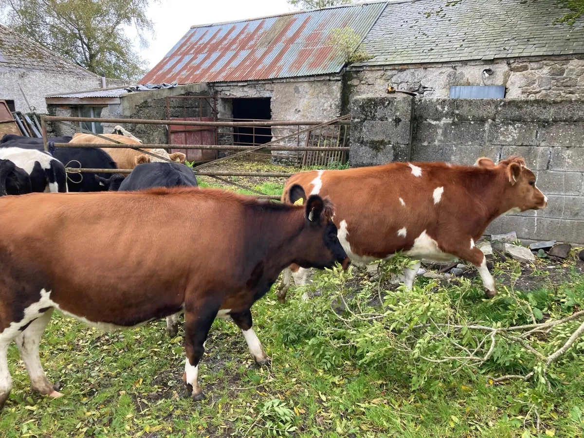 Dairy Incalf Heifers - Image 4