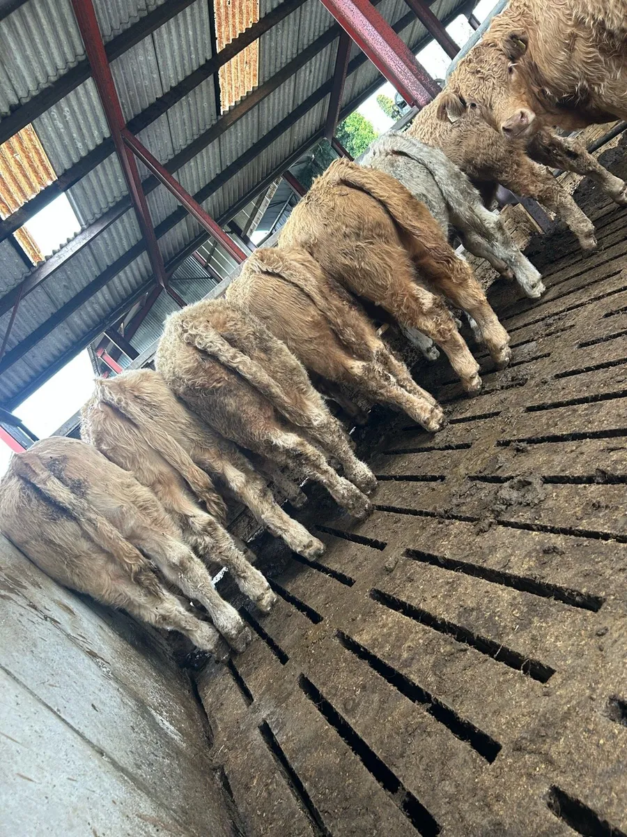 Super U grade Charolais bulls - Image 2