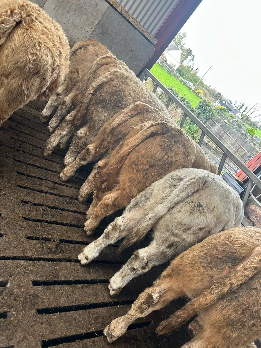 Super U grade Charolais bulls - Image 1