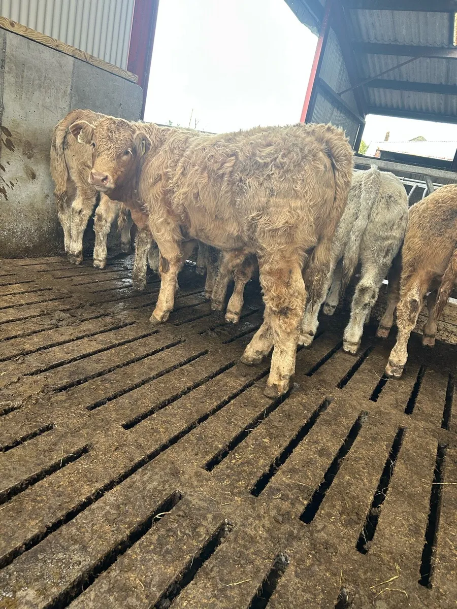 Super U grade Charolais bulls - Image 3
