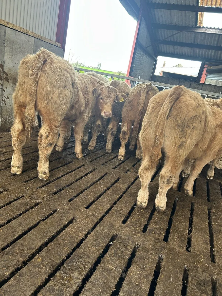 Super U grade Charolais bulls - Image 4