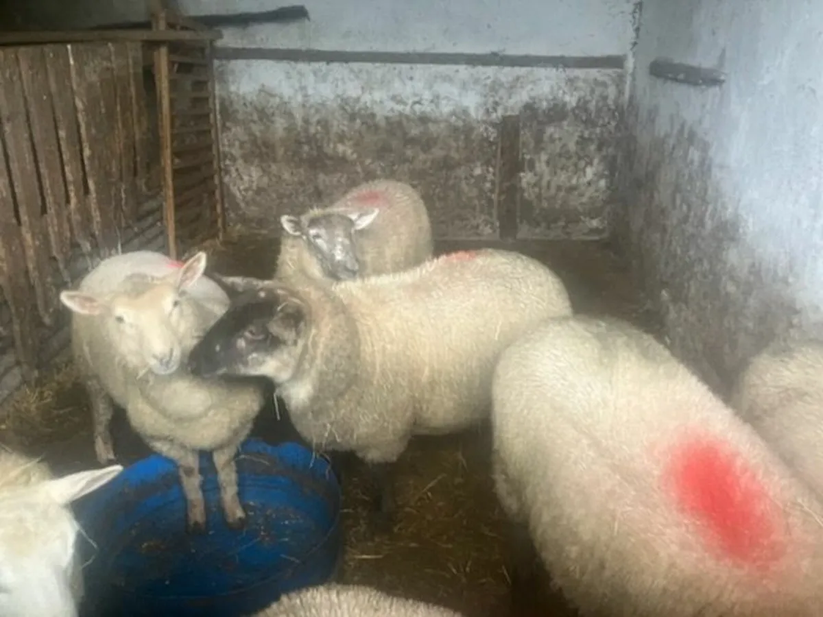 Top Quality Ewe Lambs