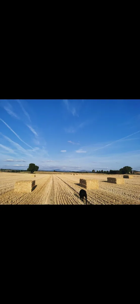 Straw - Image 1