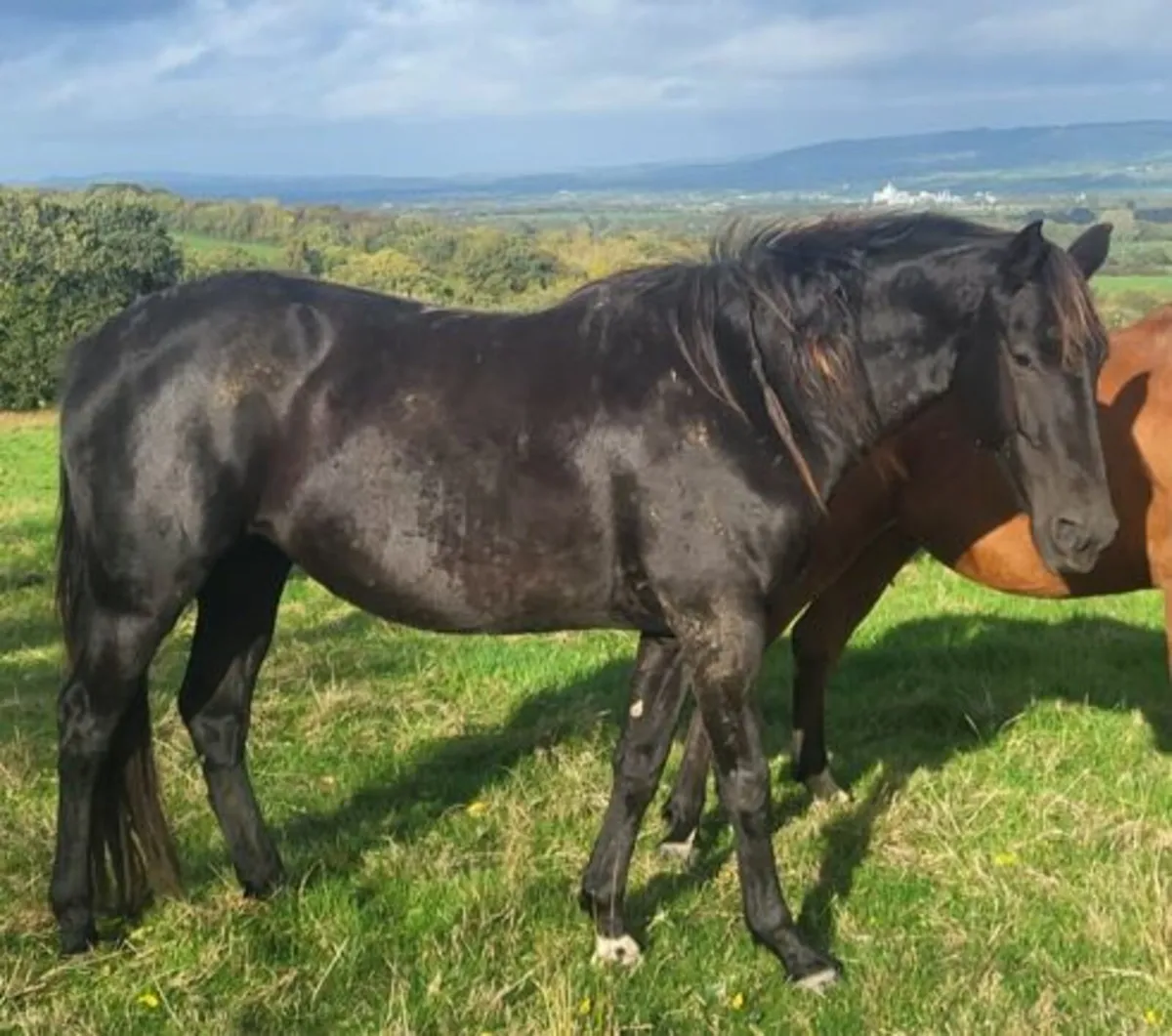 4yr Sports Filly for sale - Image 1