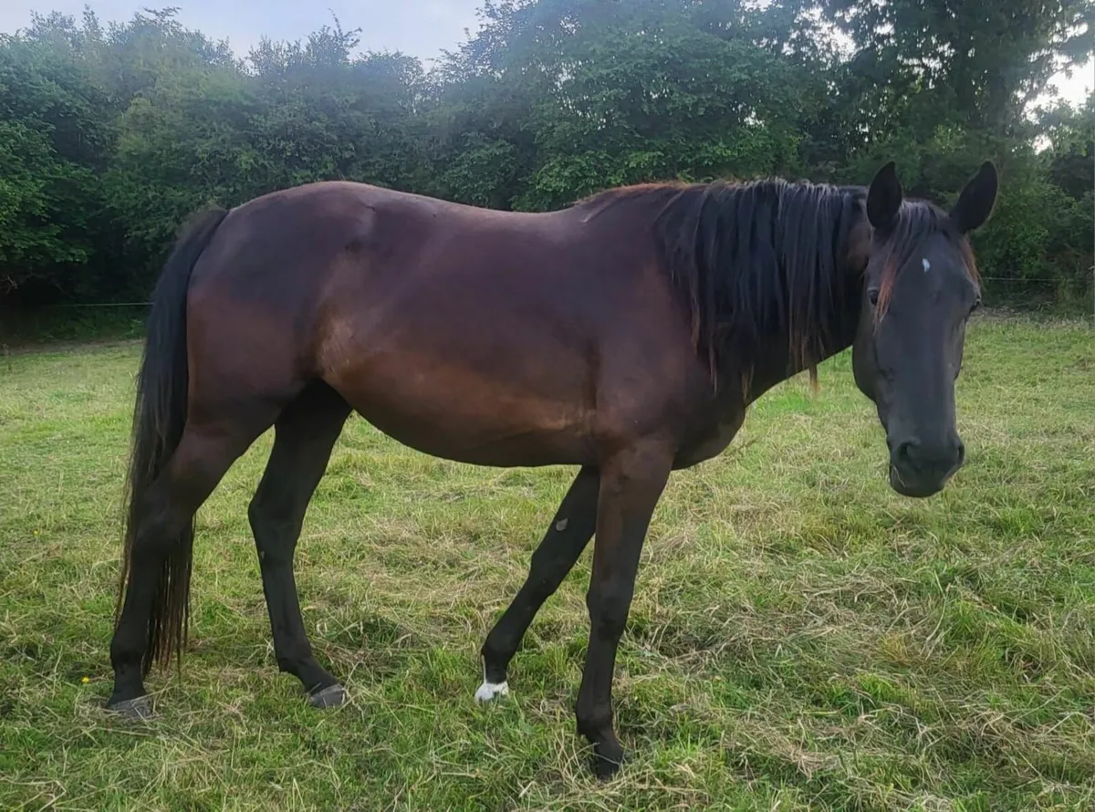 4yr Sports Filly for sale - Image 2