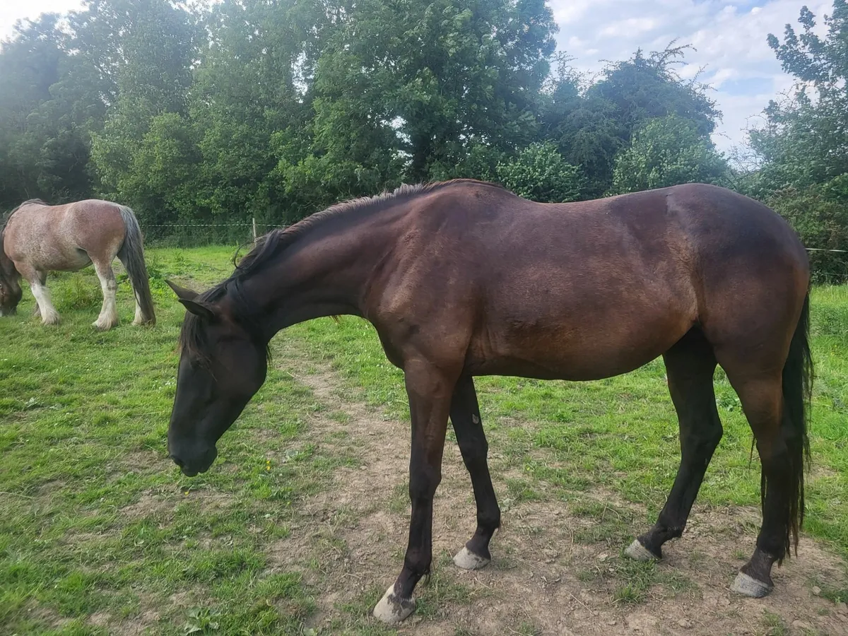 4yr Sports Filly for sale - Image 3