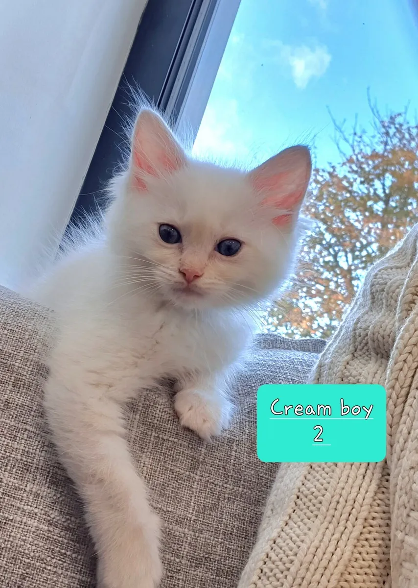 Kitten. Ragdoll x Maine Coon x Ragdoll - Image 1