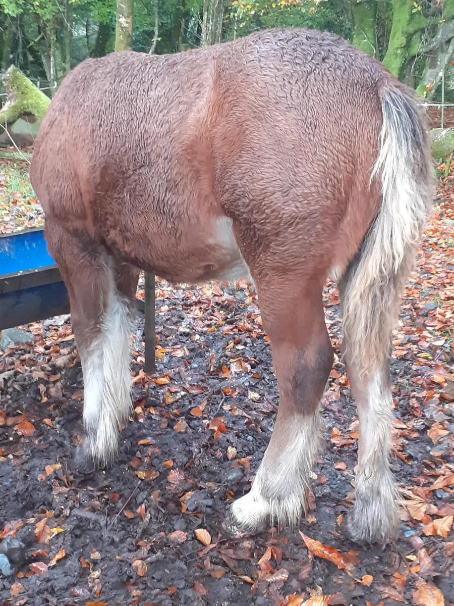 3 Cob Filly Foals - Image 2