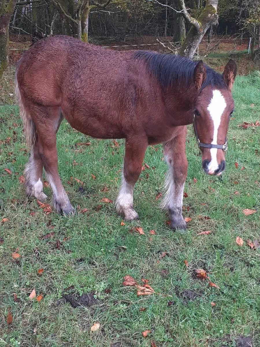 3 Cob Filly Foals - Image 1
