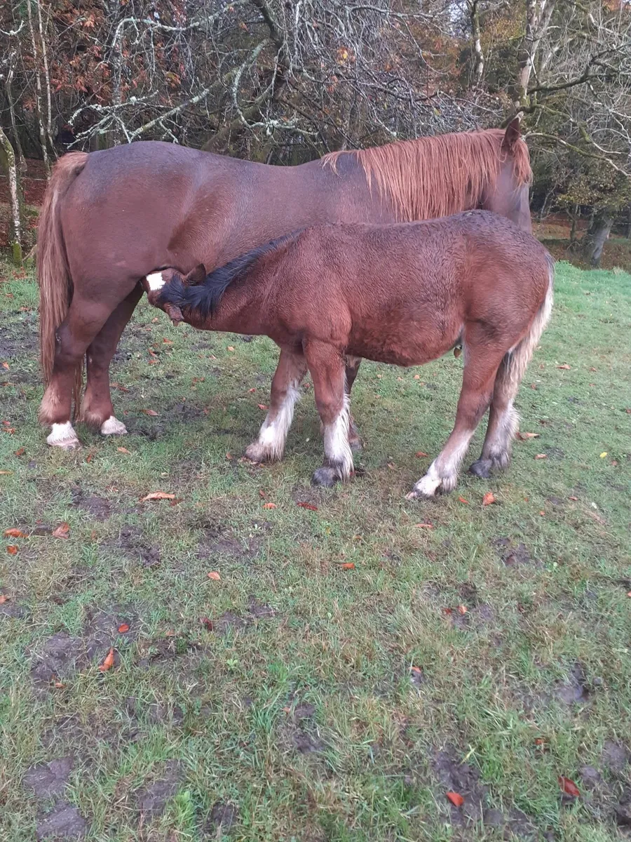 3 Cob Filly Foals - Image 3