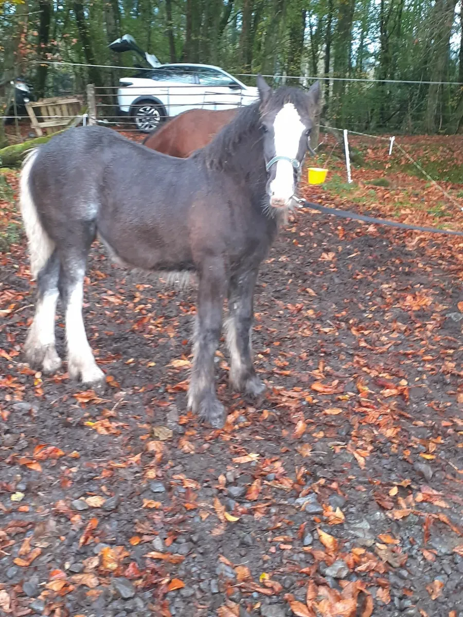 3 Cob Filly Foals - Image 4