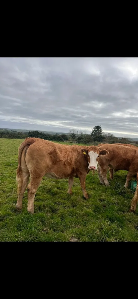 23 LM Blks/Hfrs, 30 Fr weanling Blks - Image 1