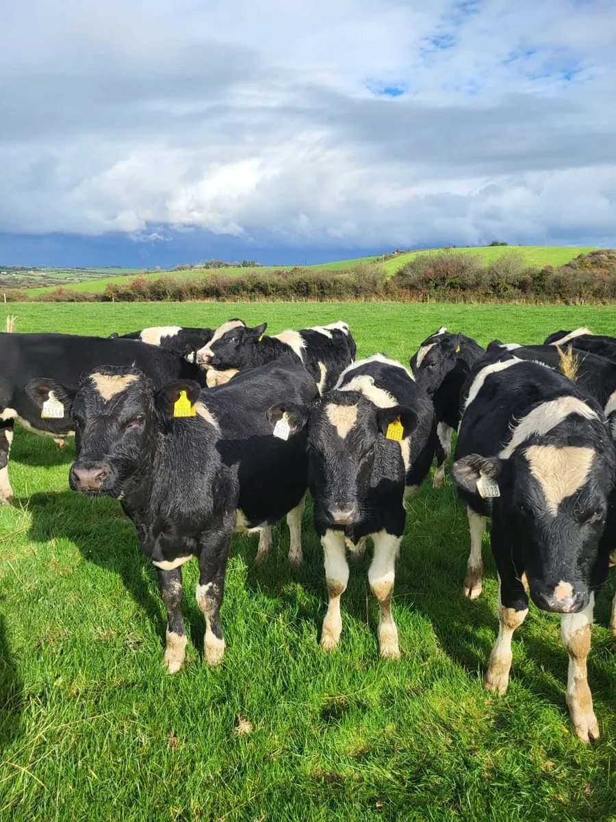 23 LM Blks/Hfrs, 30 Fr weanling Blks - Image 3