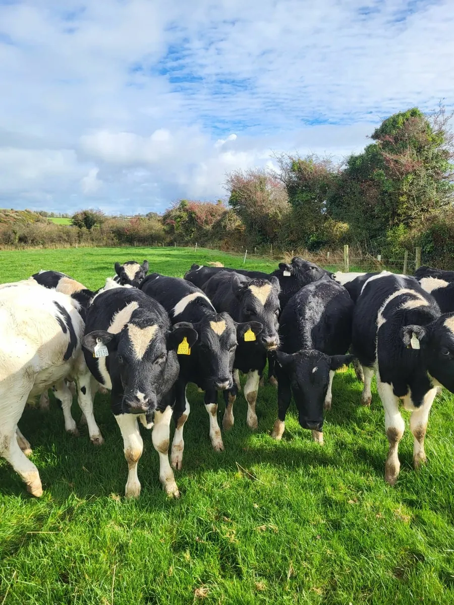 23 LM Blks/Hfrs, 30 Fr weanling Blks - Image 4