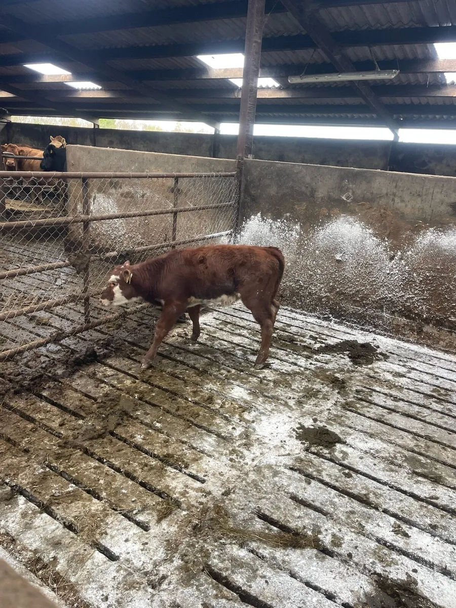 Calf - Image 1