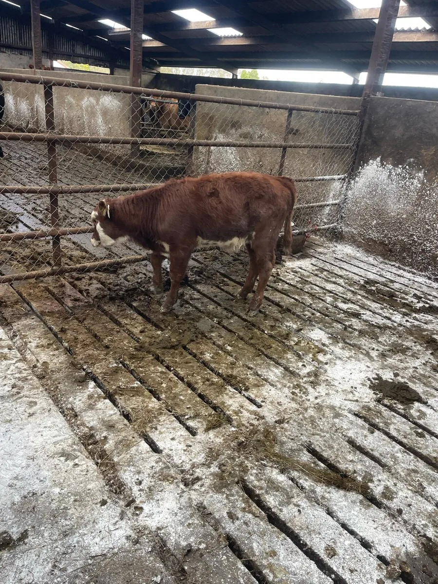 Calf - Image 2