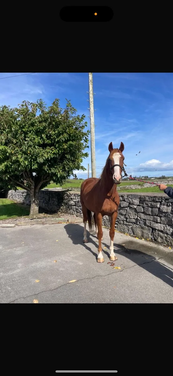 3 yr old Sligo Candy Boy X Master Imp Gelding - Image 4