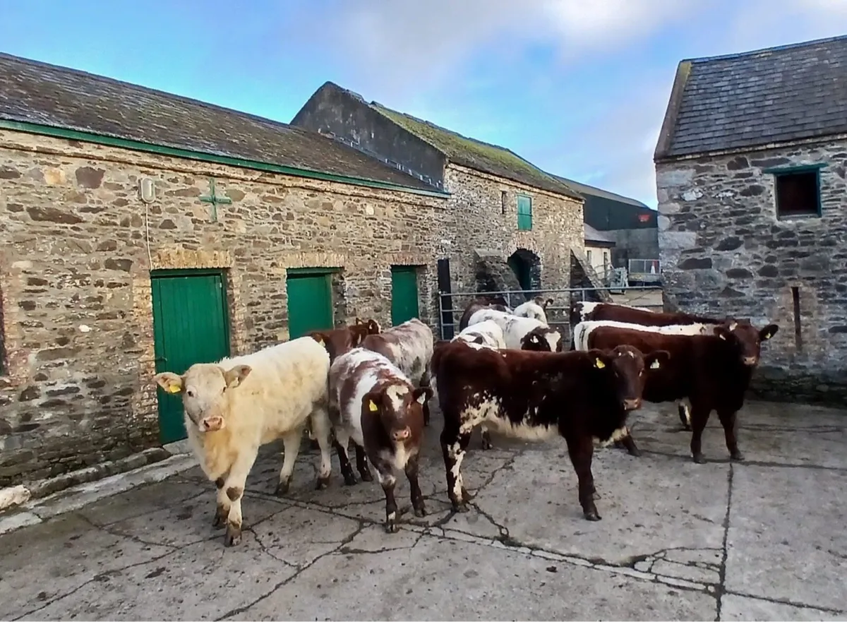 15 pedigree shorthorn heifers - Image 1