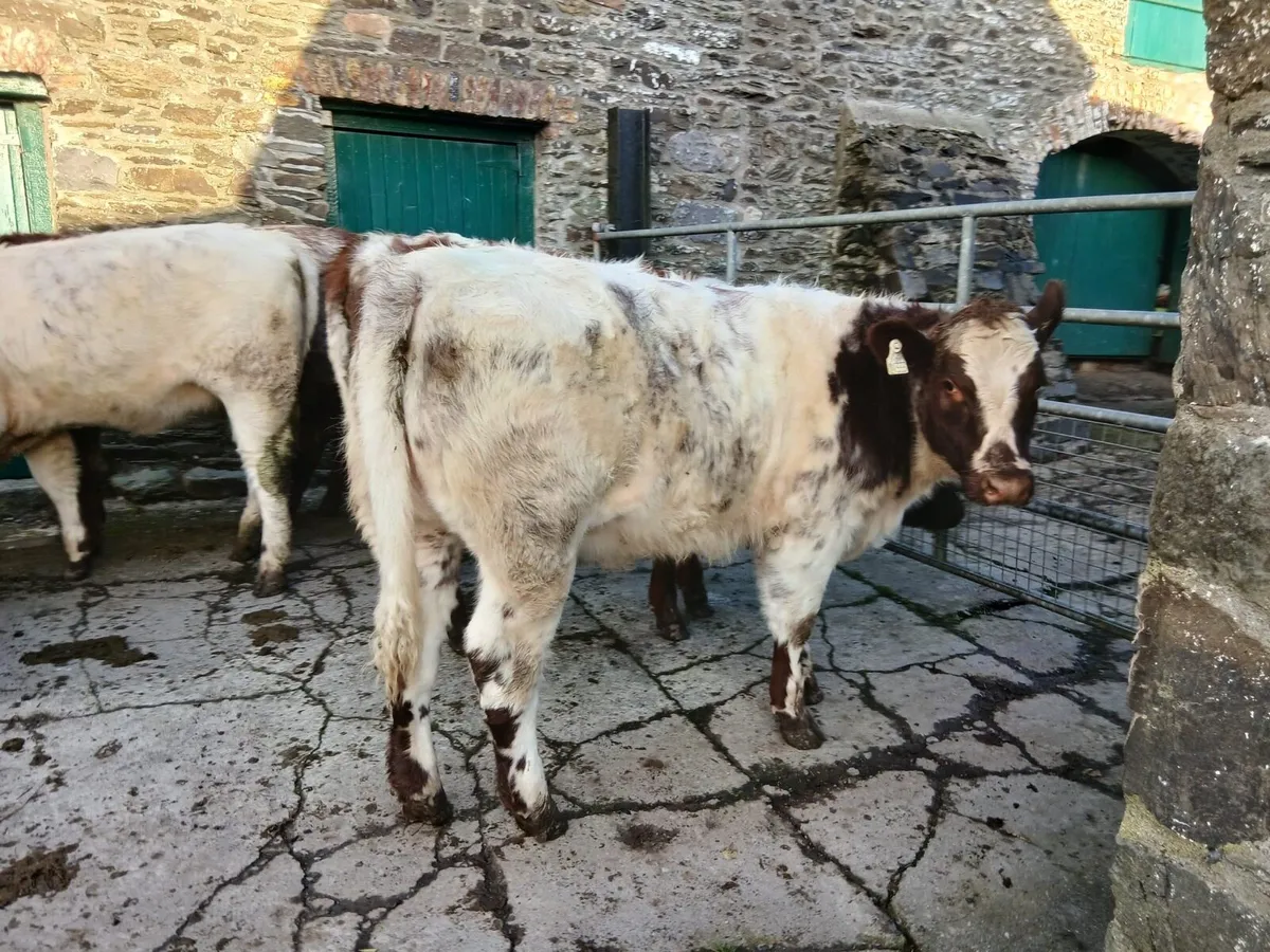 15 pedigree shorthorn heifers - Image 2