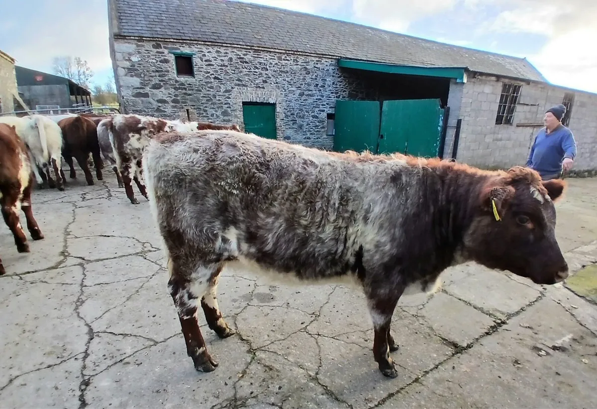 15 pedigree shorthorn heifers - Image 3