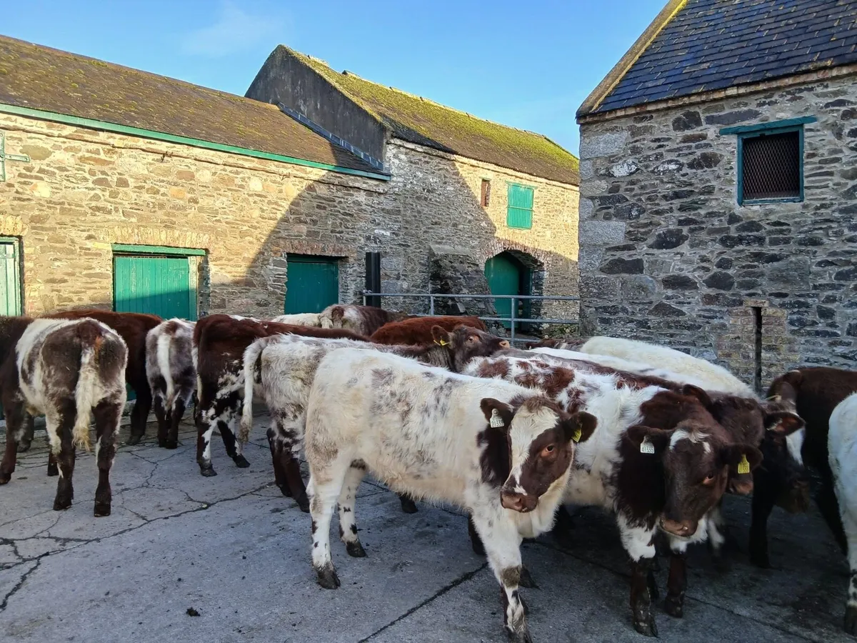 15 pedigree shorthorn heifers - Image 4