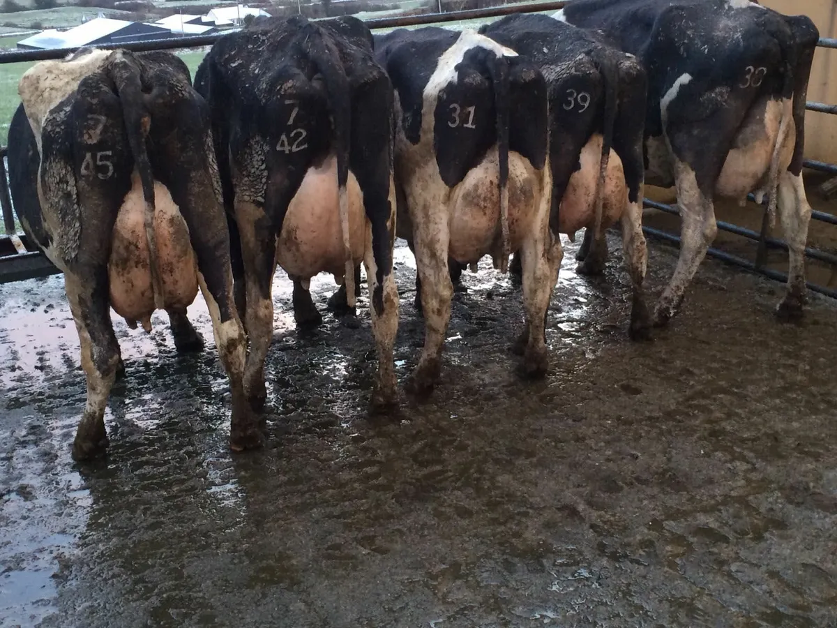 DAIRY SALE LISTOWEL MART WED 29TH OCT AT 1PM